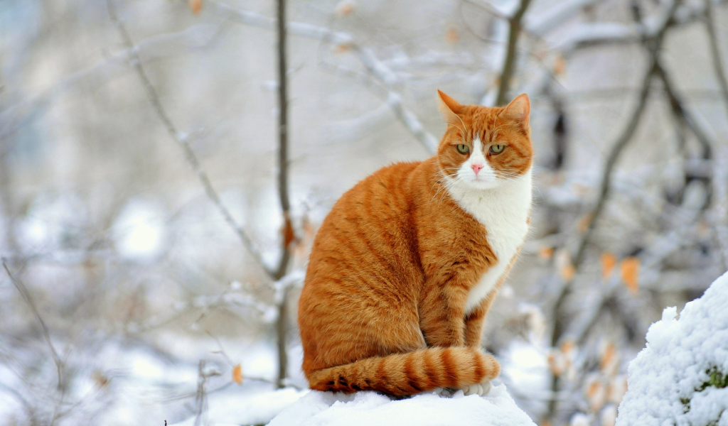 Рыжий кот зимой сидит на сугробе