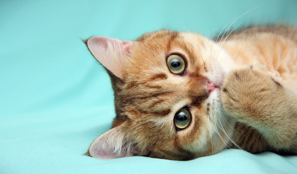 Рыжий кот что-то наделал