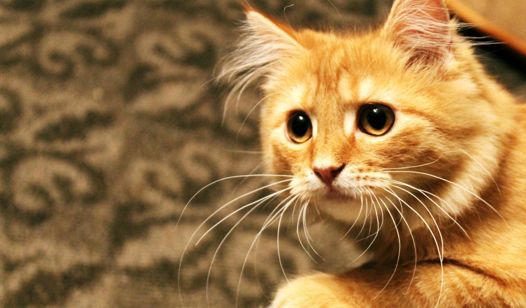 Рыжий кот пристально смотрит