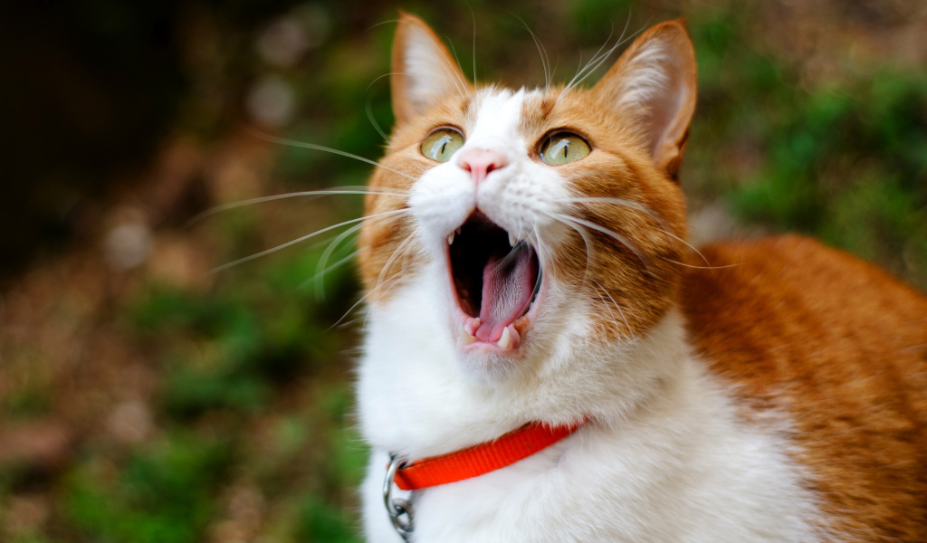 Рыжий кот с открытым ртом