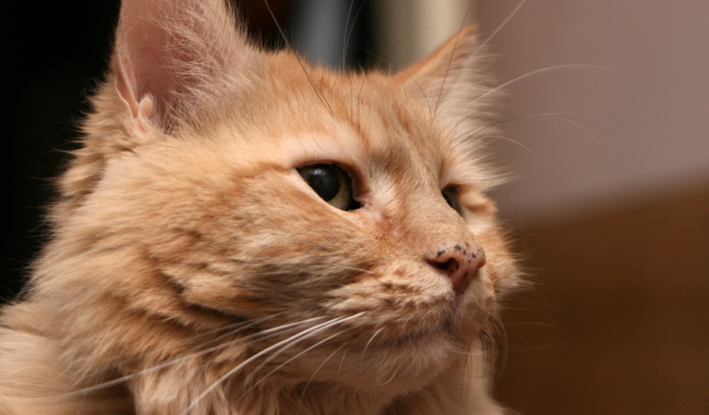 Рыжий взрослый кот мейн-кун