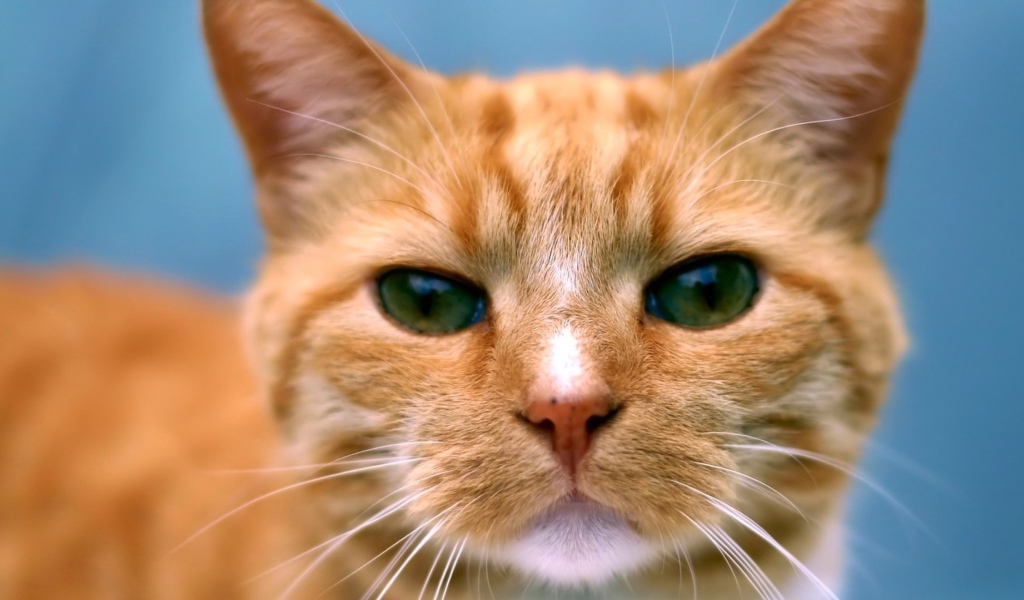 Рыжий кот следит за тобой