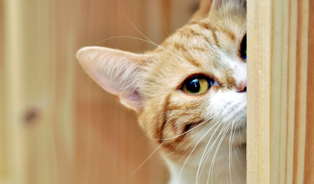 Рыжий кот подсматривает 