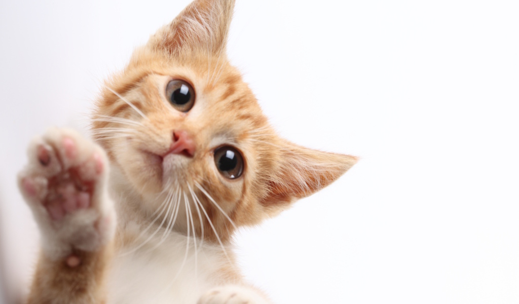 Рыжий кот протирает экран