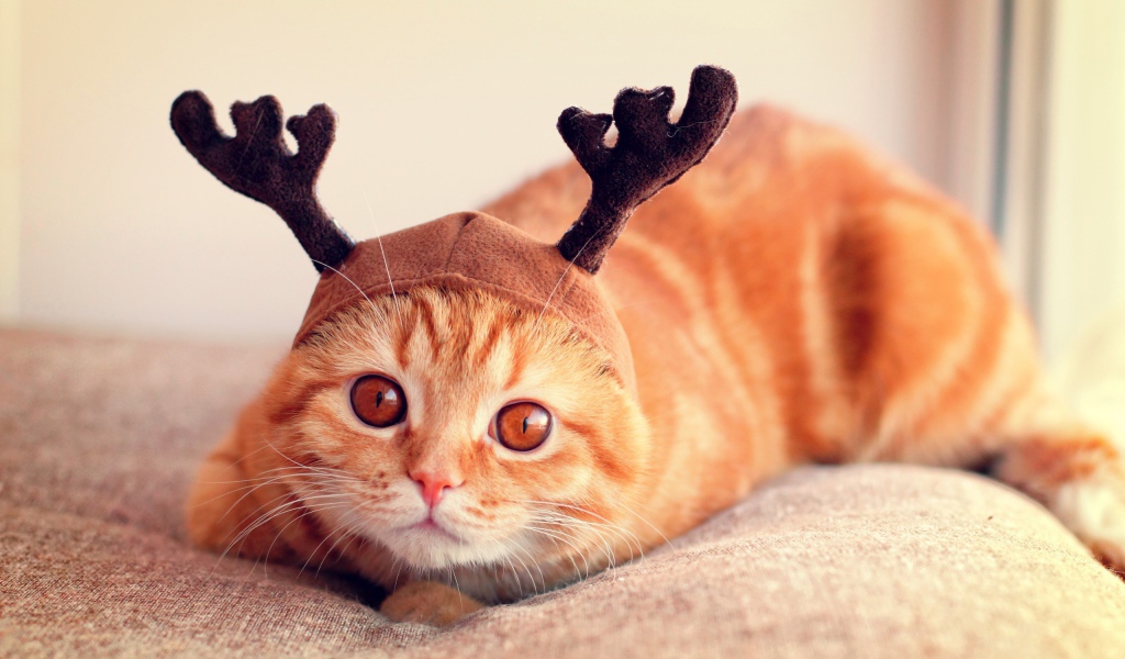 Рыжий кот с рогами