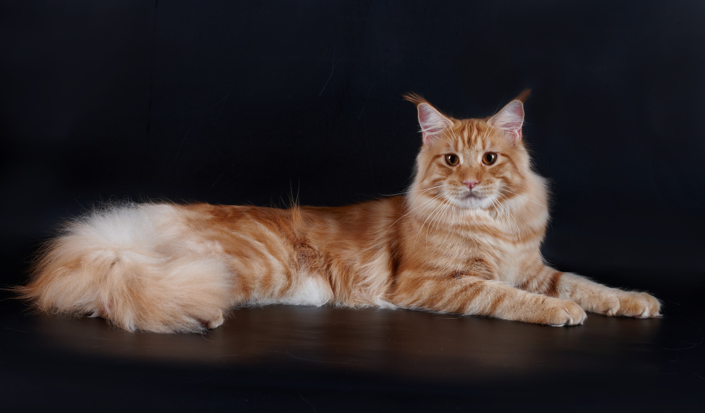 Рыжий симпатичный кот мейн-кун позирует
