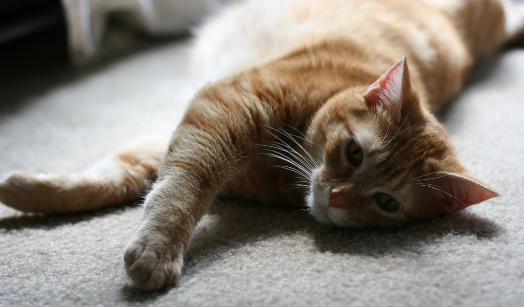Рыжий симпатичный кот на полу