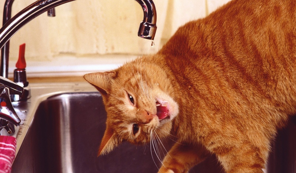 Рыжий смешной кот пьёт воду