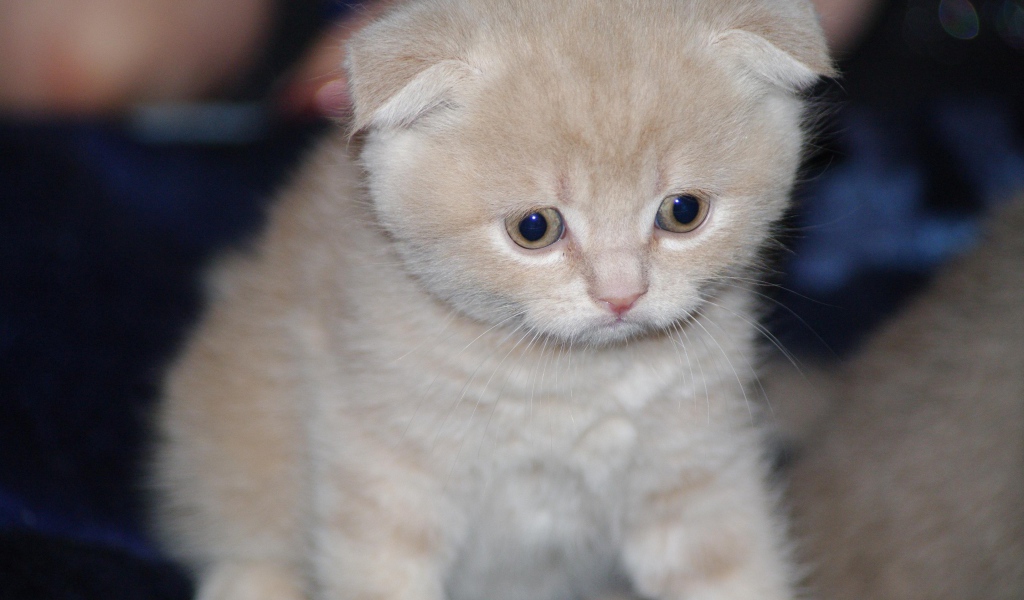 Грустный маленький рыжий шотландский вислоухий кот