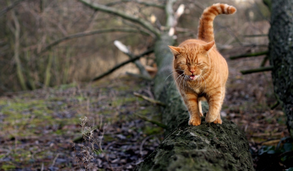 Грустный рыжий кот идёт по дереву