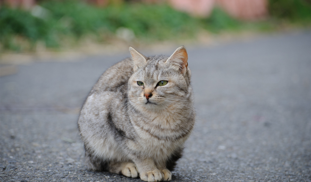 Грустный уличный кот