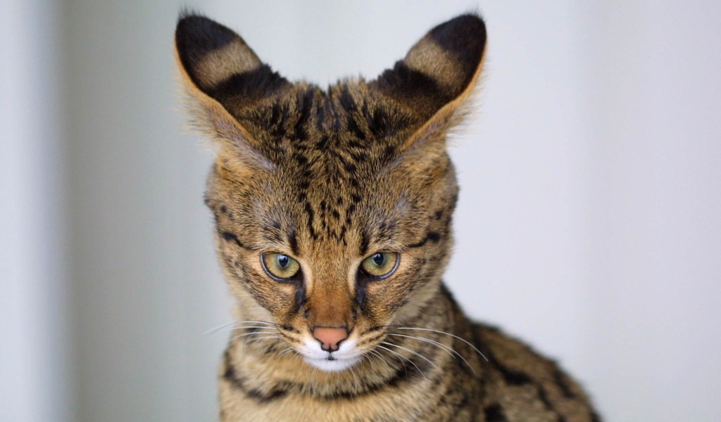 Кот саванна чем-то недоволен