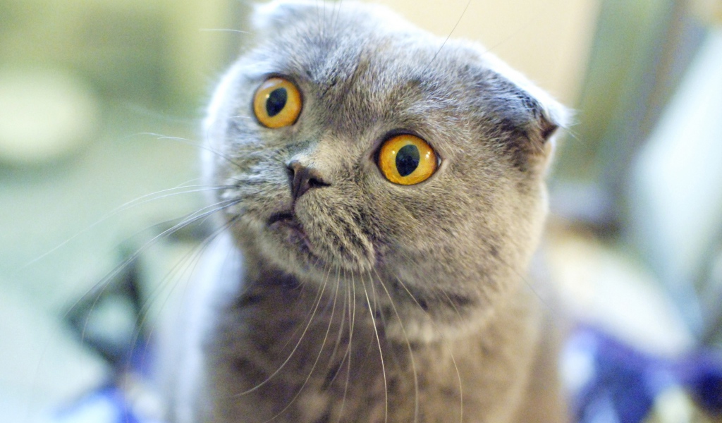 Шотландский вислоухий кот в шоке