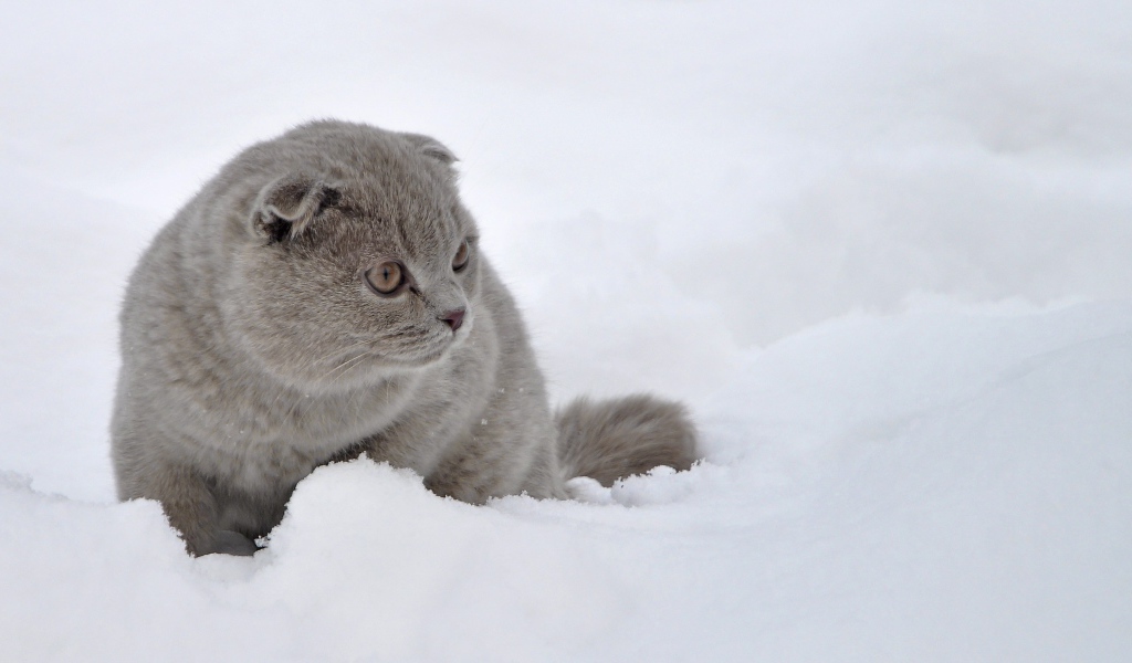 Шотландский вислоухий кот в снегу