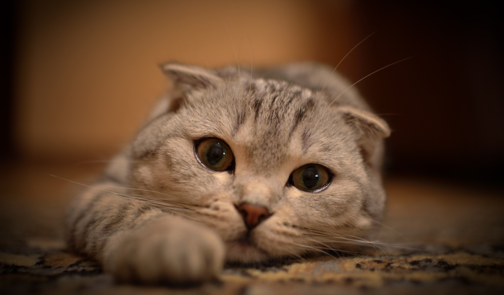 Шотландский вислоухий кот на ковре