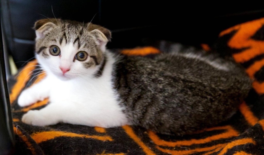 Шотландский вислоухий кот на покрывале