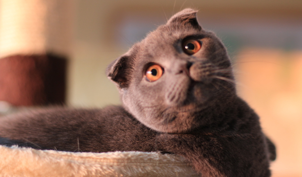 Шотландский вислоухий кот с карими глазами