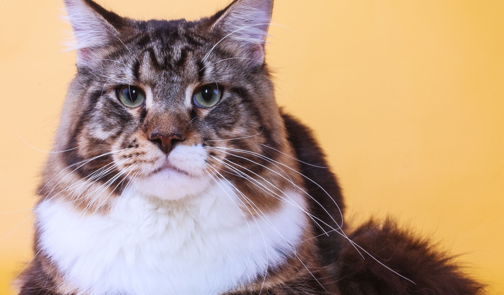 Серьёзный кот мейн-кун на оранжевом фоне