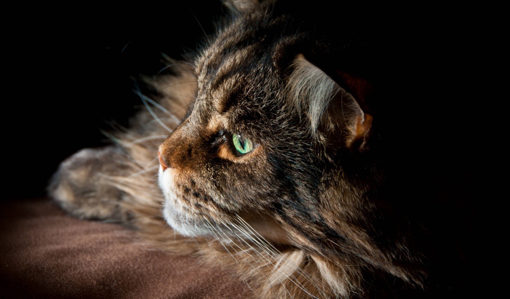 Серьёзный кот мейн-кун с зелёными глазами