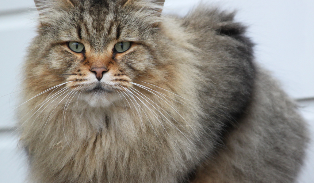 Взрослый серьёзный кот мейн-кун