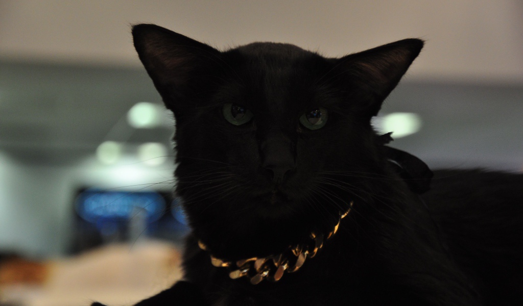 Чёрный красивый серьёзный кот мейн-кун