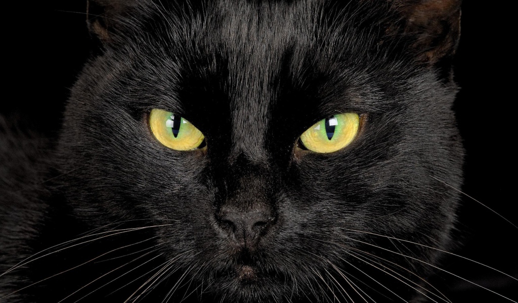 Серьёзный чёрный кот крупным планом
