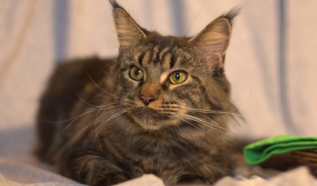 Серьёзный кот мейн-кун