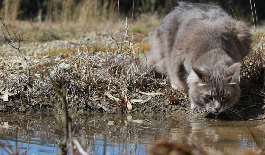 Серьёзный серый кот пьёт воду