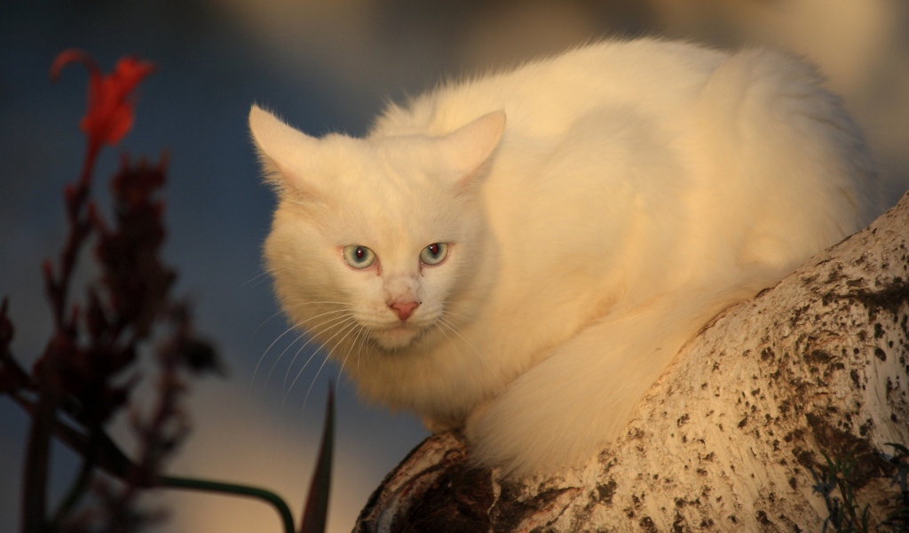 Серьёзный белый кот на дереве