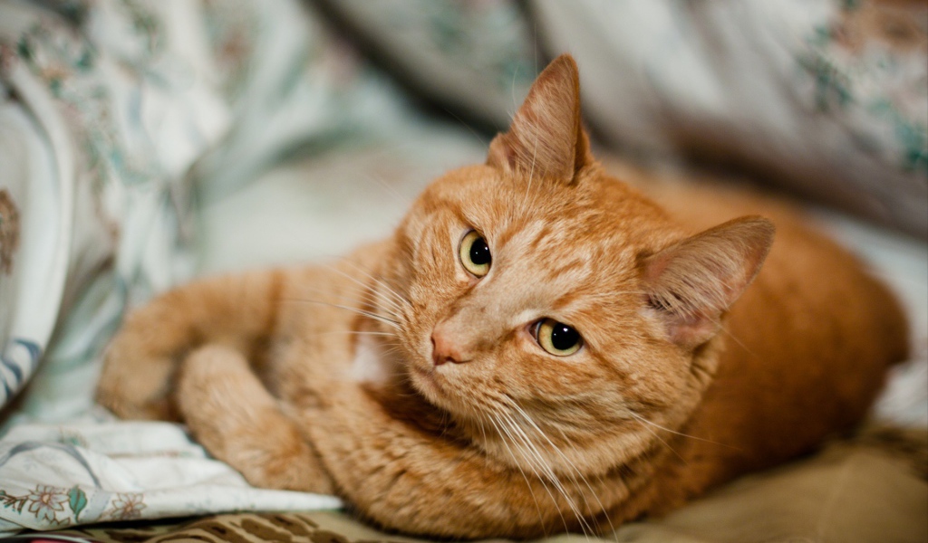 Короткошёрстный рыжий кот скучает