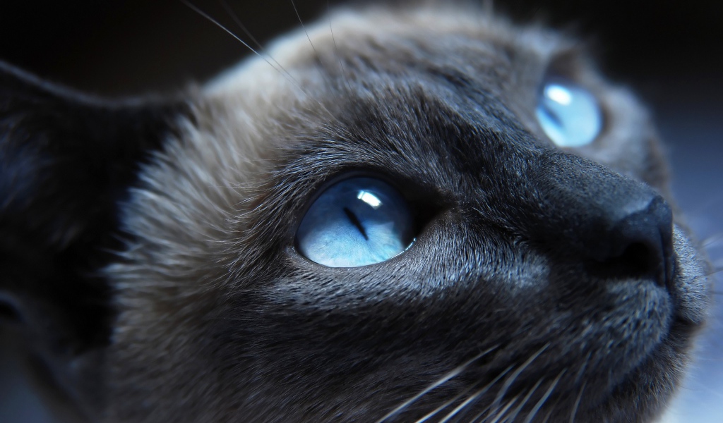 Сиамский кот крупным планом