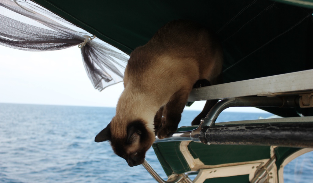 Сиамский кот собирается прыгать