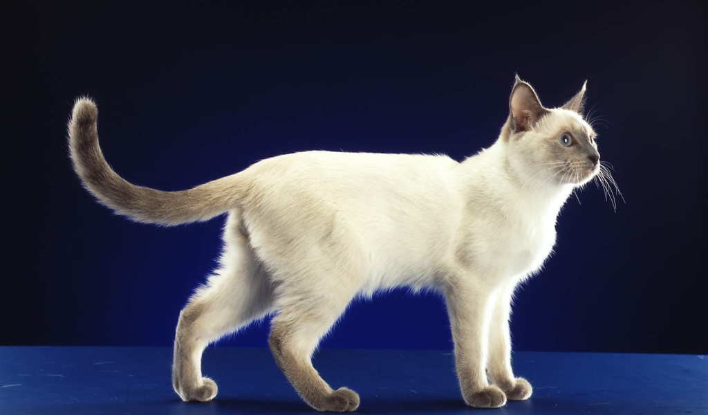 Сиамский кот позирует на синем фоне