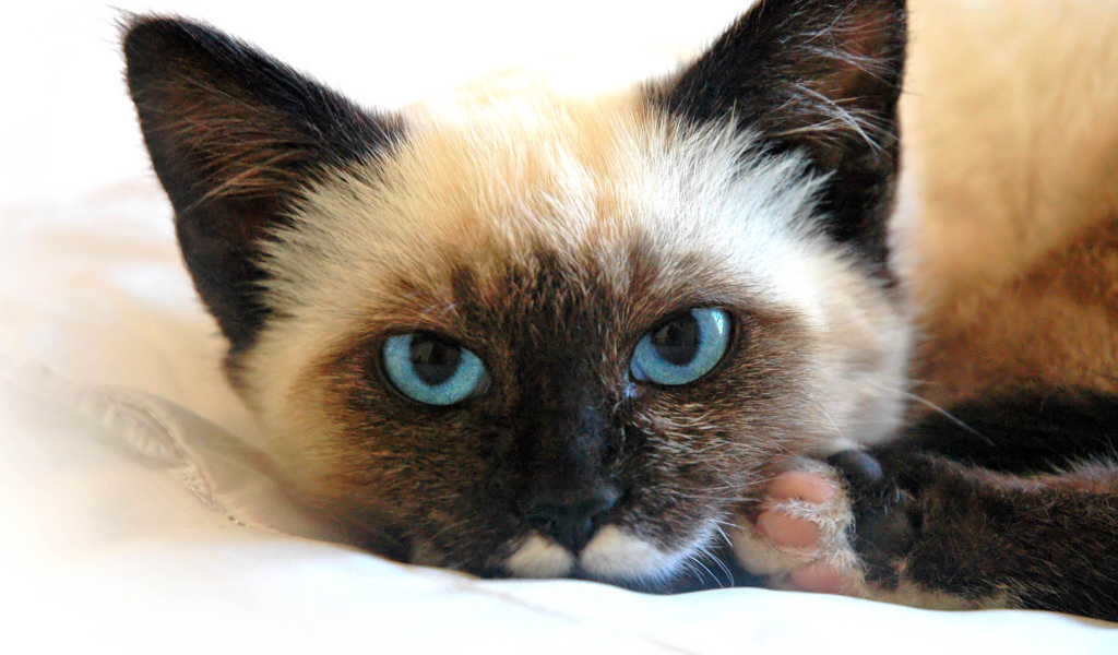 Сиамский кот устал