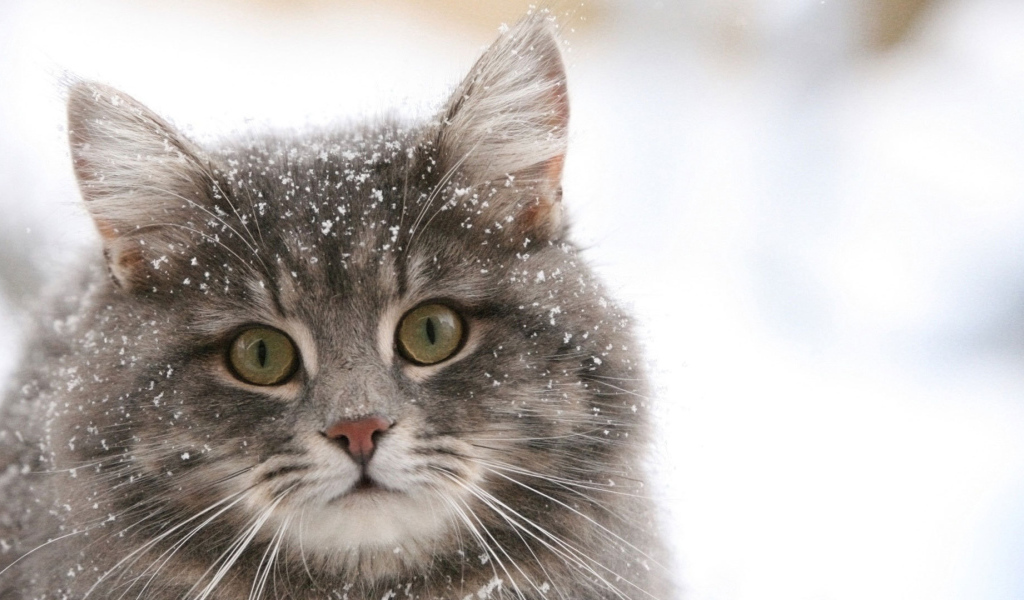 Сибирский кот в снегу