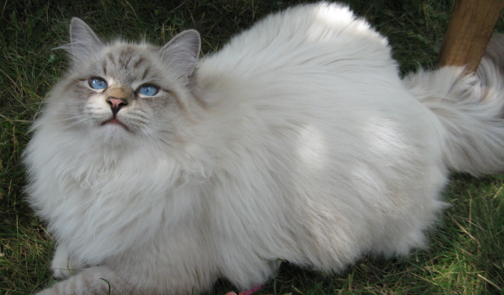 Сибирский кот на траве