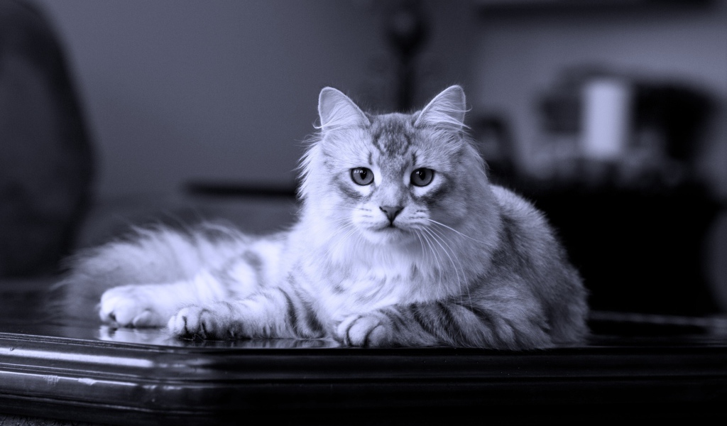 Сибирский кот лежит на столе