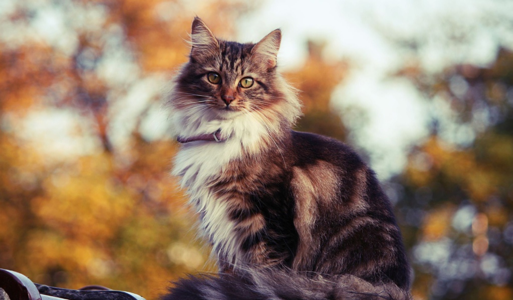 Сибирский кот на улице осенью