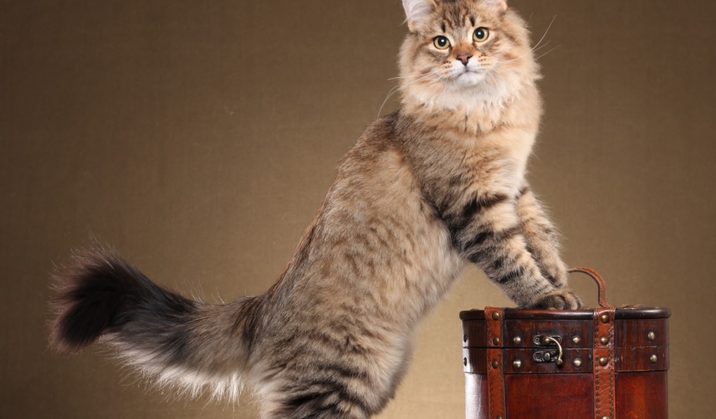 Сибирский кот позирует на коричневом фоне