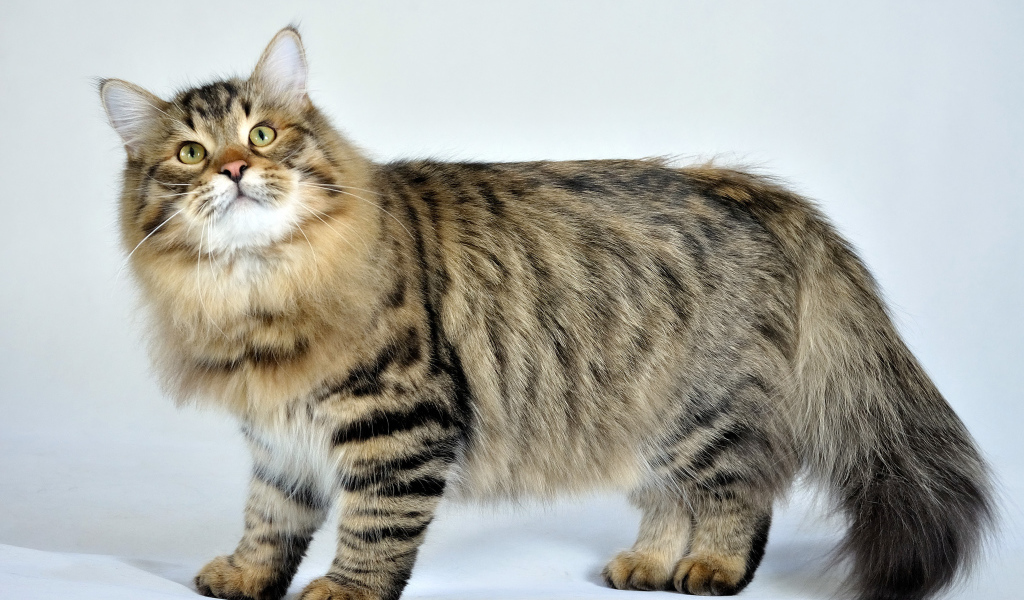 Сибирский кот позирует на белом фоне