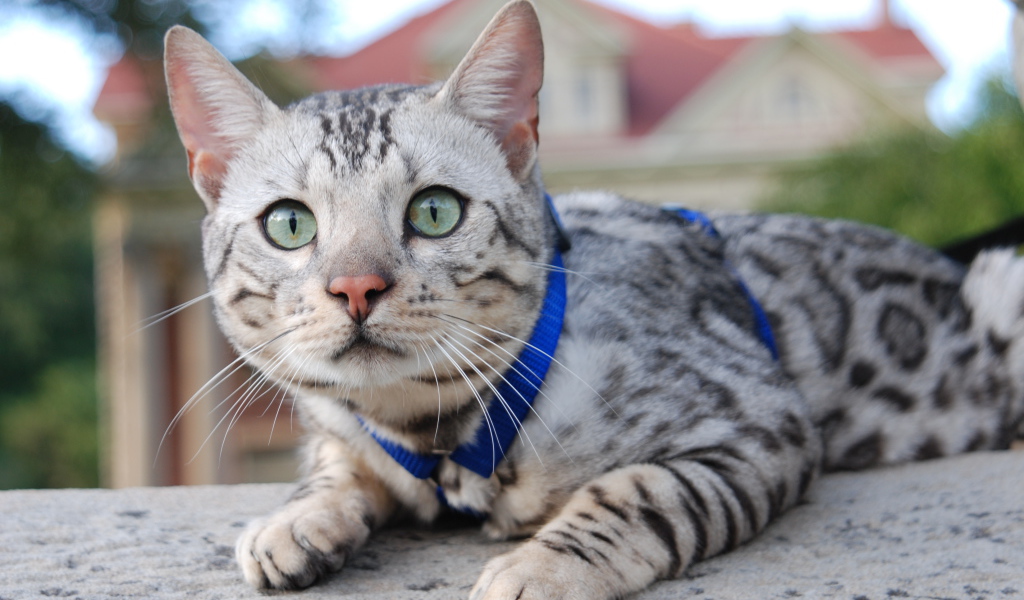 Серебристый бенгальский кот во дворе дома