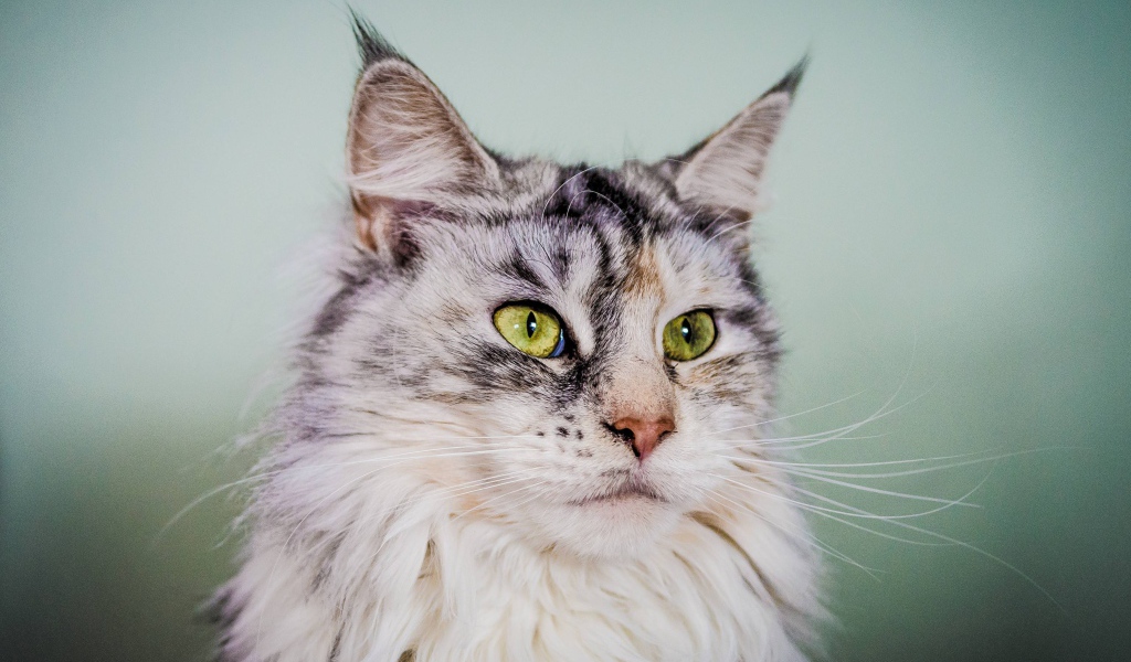Серебристый кот мейн-кун с зелёными глазами