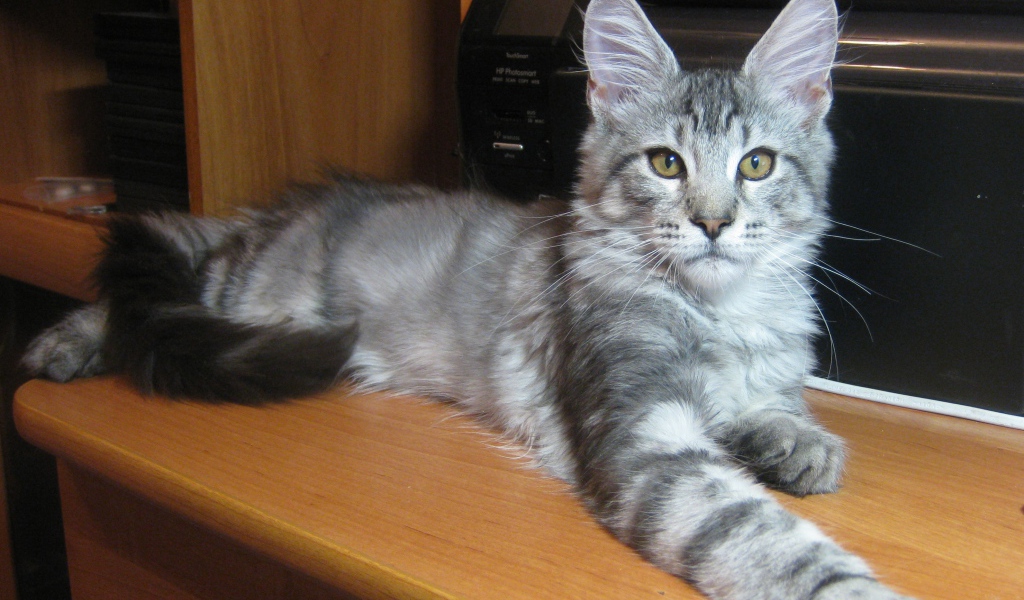 Серебристый молодой кот породы мейн-кун