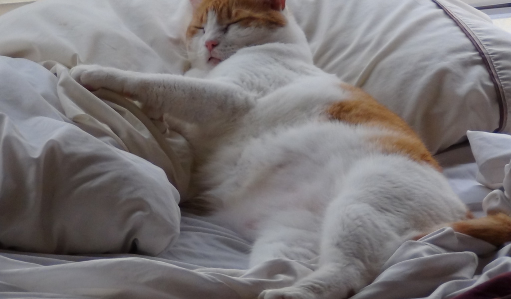 Спящий толстый котик