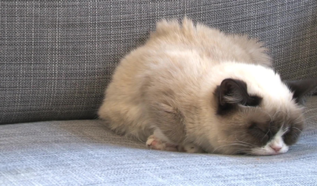 Спящий недовольный кот