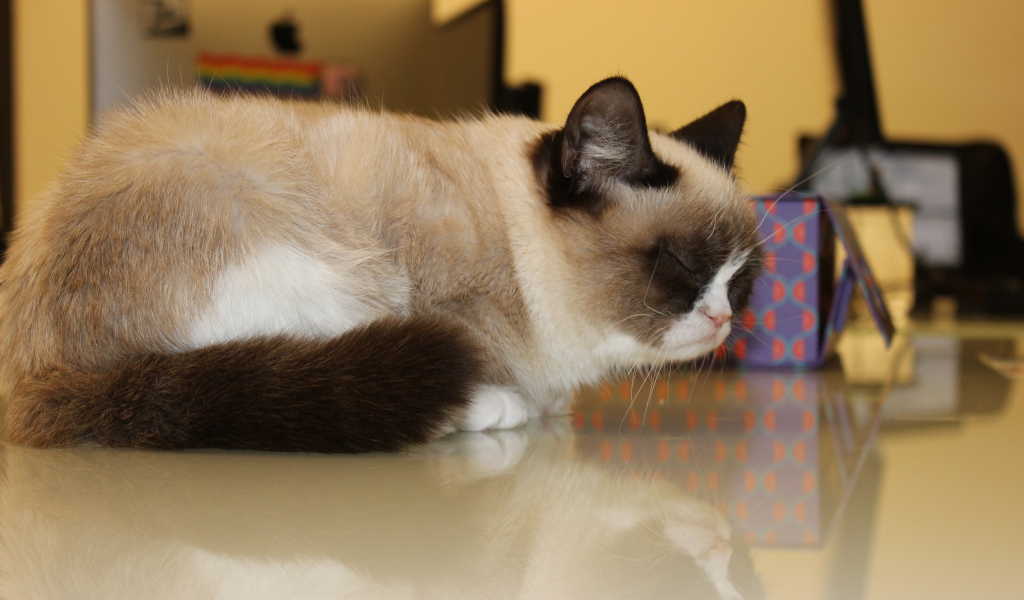 Спящий недовольный котик