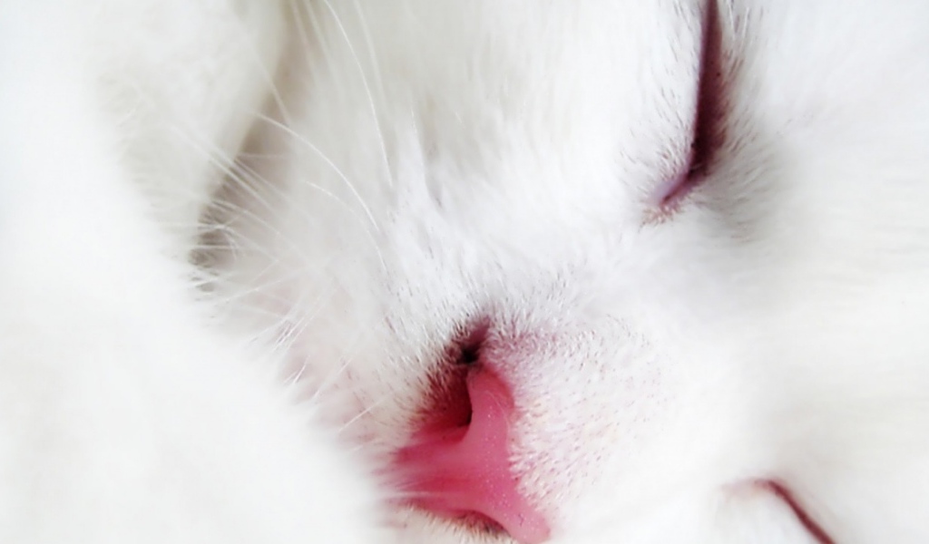 Спящий белый кот крупным планом
