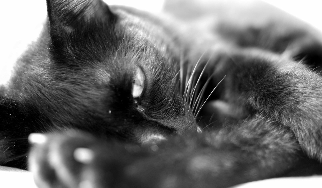 Сонный чёрный кот