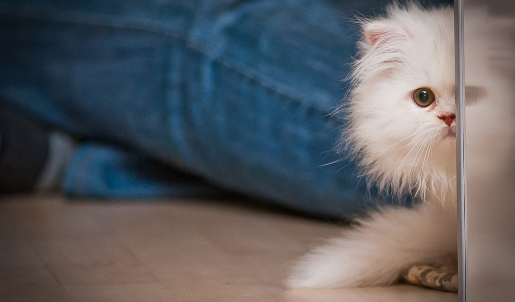 Маленький персидский кот прячется