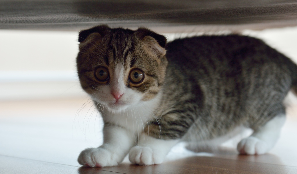 Маленький шотландский вислоухий кот под кроватью